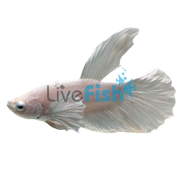 Male Betta Halfmoon White Dumbo 5cm