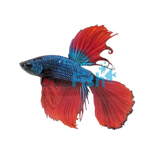 Male Betta HM Green Red Dragon 5cm