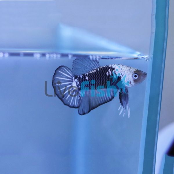 Male Betta PK Samurai Black 4cm