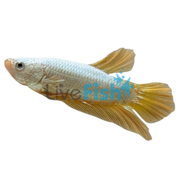 Male Betta Plakat Halfmoon Pineapple 4cm