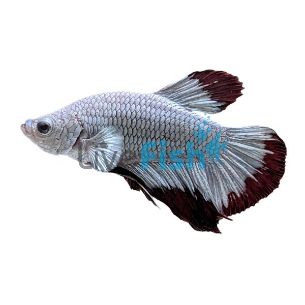 Male Betta Plakat Halfmoon Red Snow 5cm