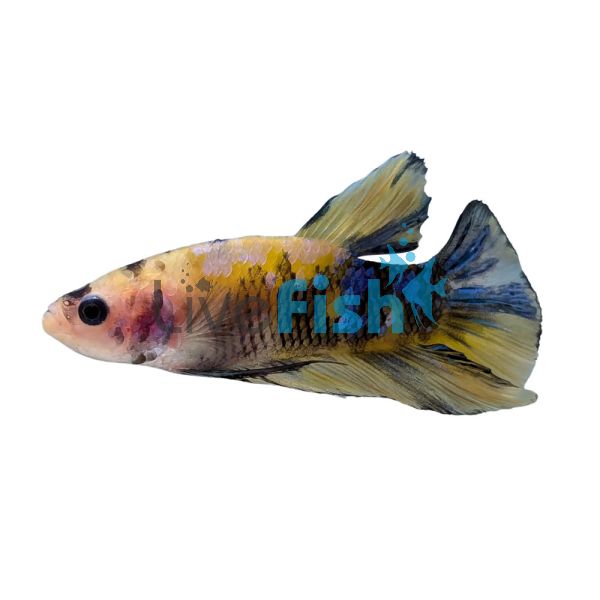 Male Betta Plakat Yellow Koi 5cm