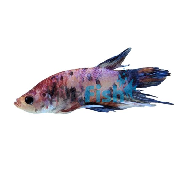 Male Betta Select Plakat Crown Koi 5cm