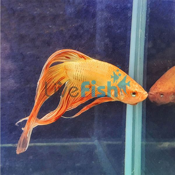 Male Betta Veiltail Vanda 6cm