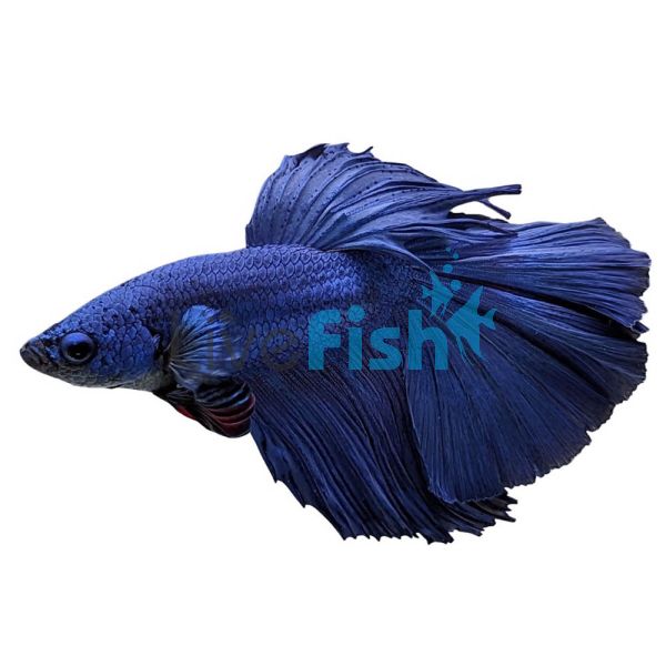 Male Blue Halfmoon Betta 5cm