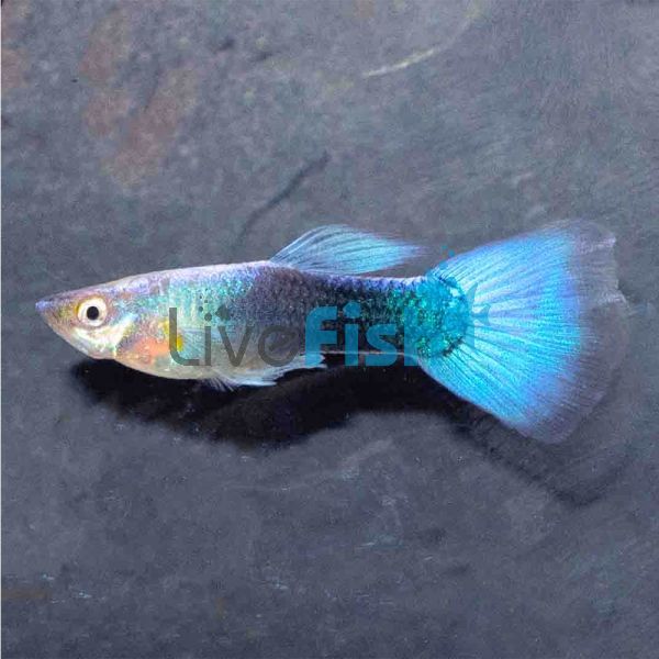 Male Blue Neon Guppy 3.5cm
