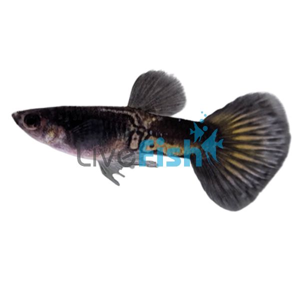 Male Black Cobra Cheek Guppy 3.5cm
