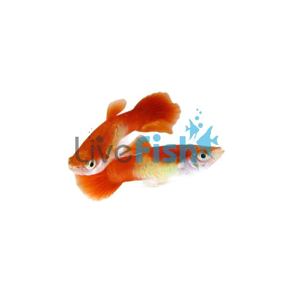 Male Cobra Blonde Guppy 3.5cm 