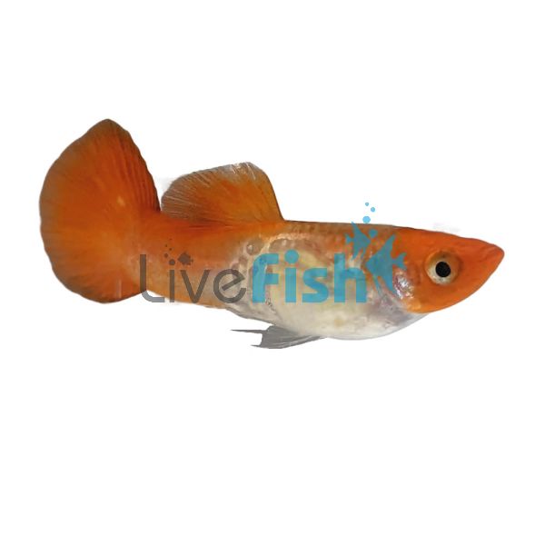 Male Cobra Koi Guppy 3.5cm