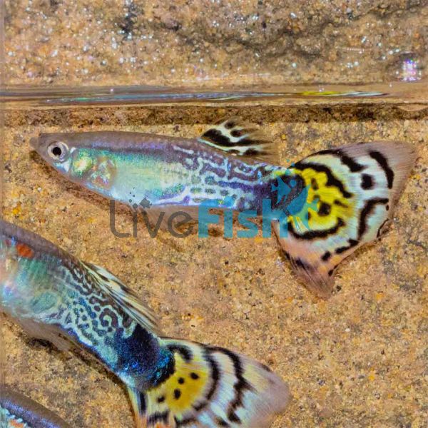 Male Cobra Leopard Tail Guppy 3.5cm