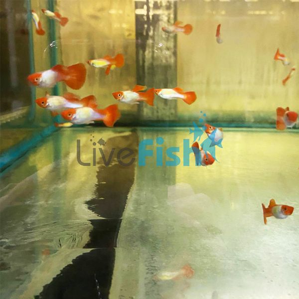 Male Cobra Red Cap Guppy 3.5cm 