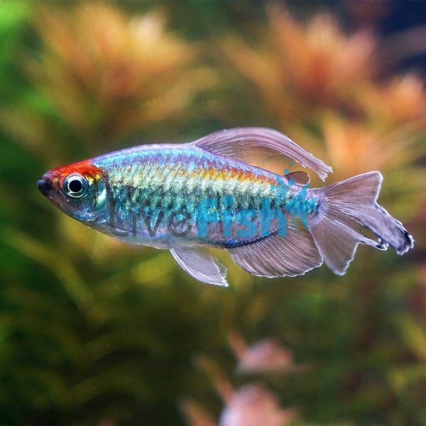 Male Congo Tetra 7cm