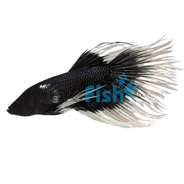 Male Crowntail Black-White Tip Betta 5cm