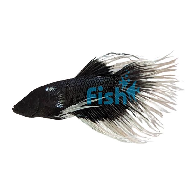 Male Crowntail Black Butterfly Betta - Select 5cm