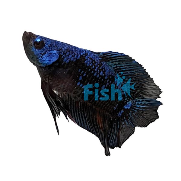 Male Doubletail Plakat Blue Black - Select 4cm
