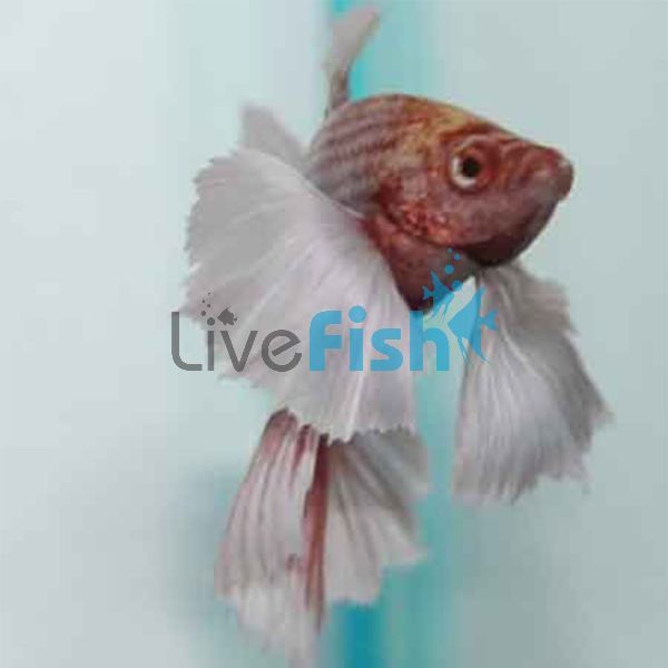 Male Siamese Betta Elephant Ear 4cm