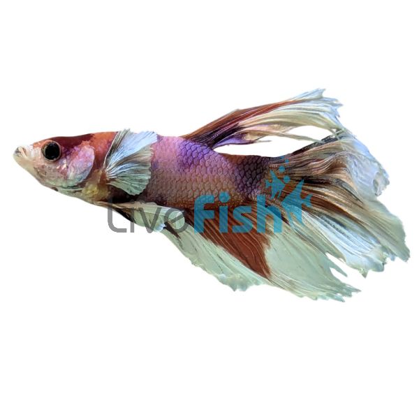 Male Elephant Ear Koi Betta 5cm
