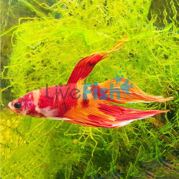 Male Fancy Betta - Grade A 5cm