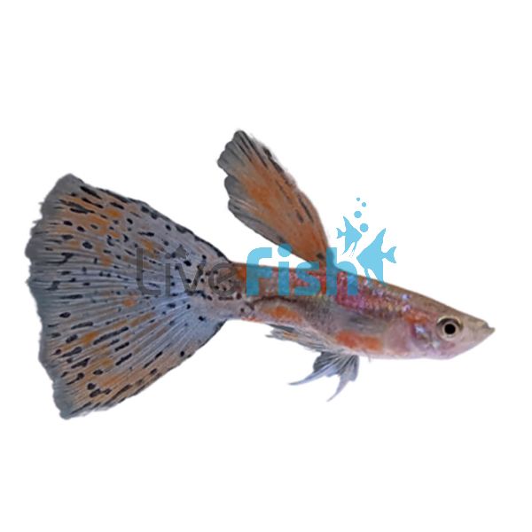 Male Grass Guppy 3.5cm