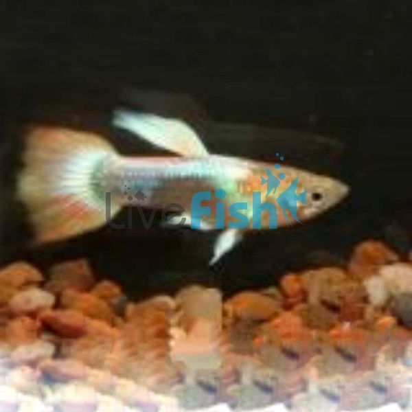 Male Rainbow Guppy 3.5cm