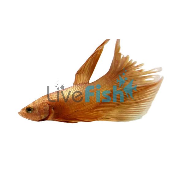 Male Halfmoon Betta Super Gold 5cm