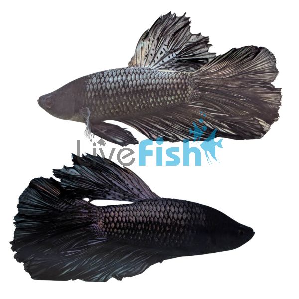 Male Halfmoon Black Cooper Betta Select 5cm