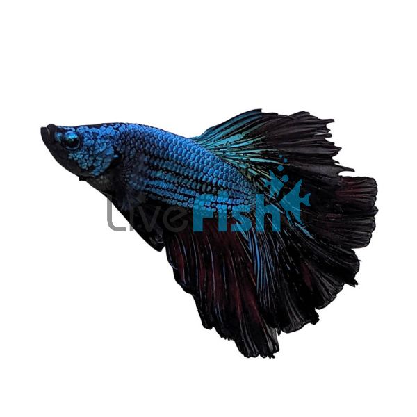 Male Halfmoon Black Orchid 5cm