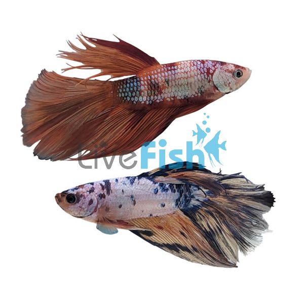 Male Halfmoon Candy Nemo Betta 4cm