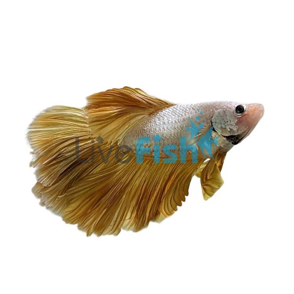 Male HalfMoon Gold Dragon Betta - Select 