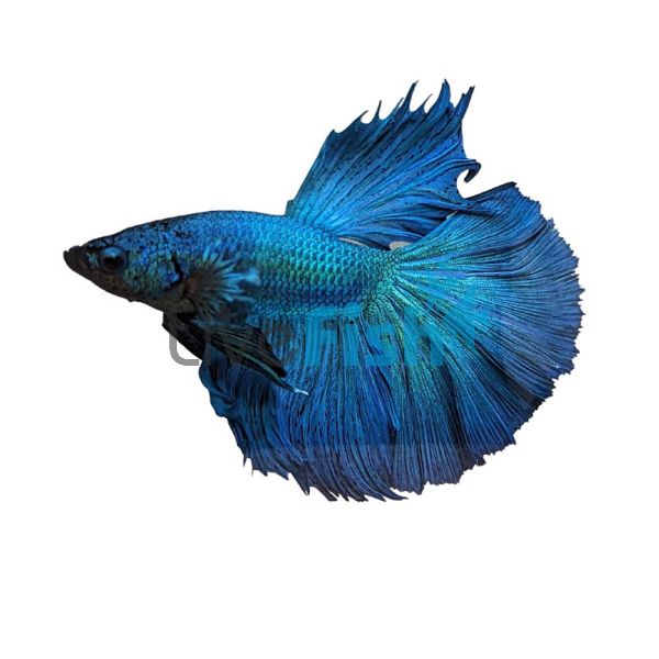Male Halfmoon Green Dragon Betta Select 5cm