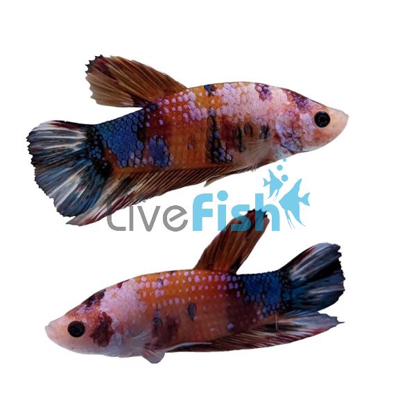 Male Halfmoon Koi Plakat Betta 4cm - Select