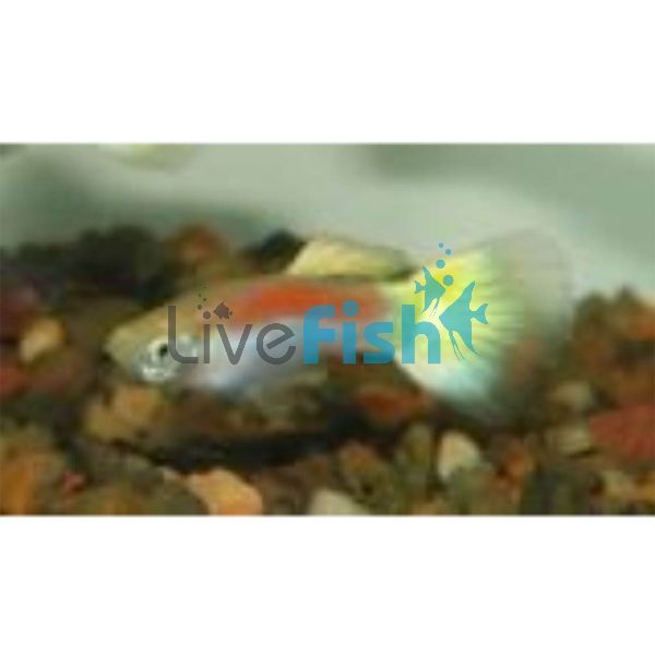 Male Laser Ray Guppy 3.5cm