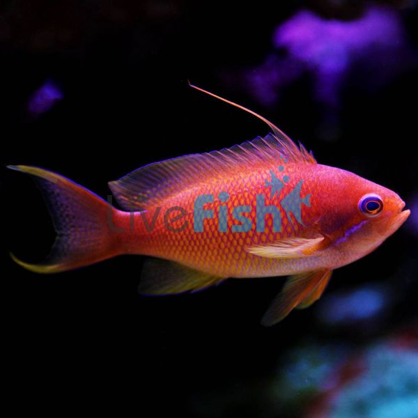 Male Lyretail Anthias - Large