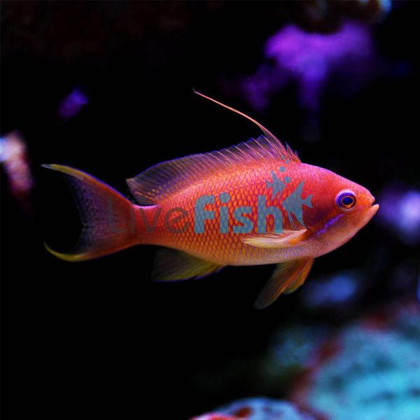 Male Lyretail Anthias - Medium