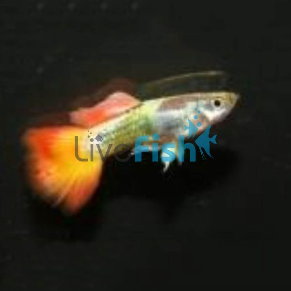 Male Metalic Sunset Guppy 3.5cm