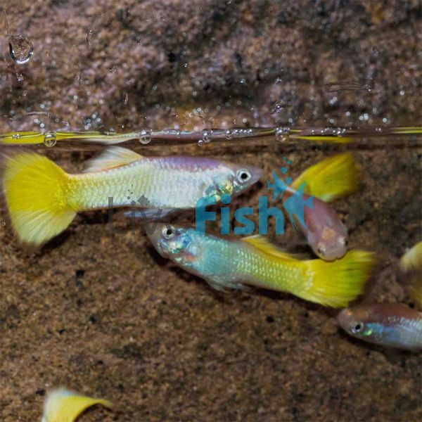 Male Metalic Yellow Guppy 3.5cm