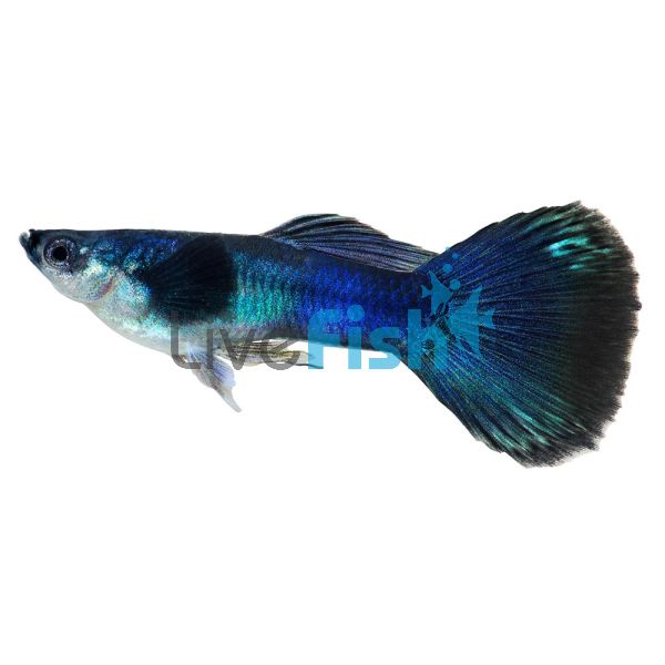 Male Moscow Blue Guppy 3.5cm