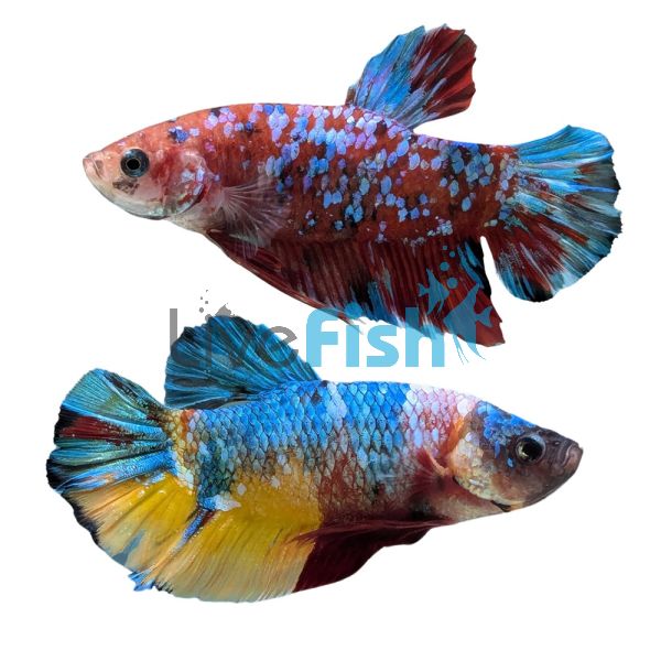 Male Multicolour PLKT Halfmoon Betta 5cm
