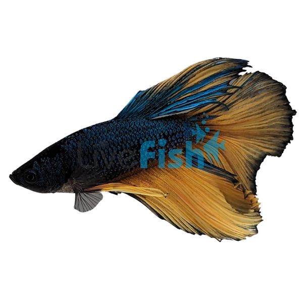 Male Mustard Gas Halfmoon Betta 6cm