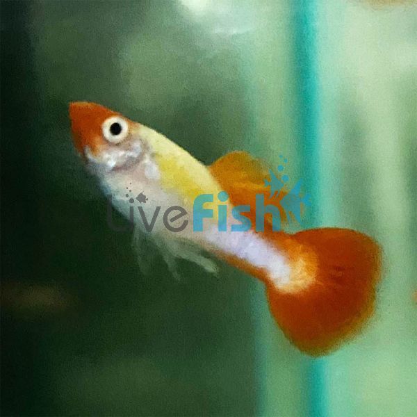 Male Neon Koi Guppy 3.5cm 