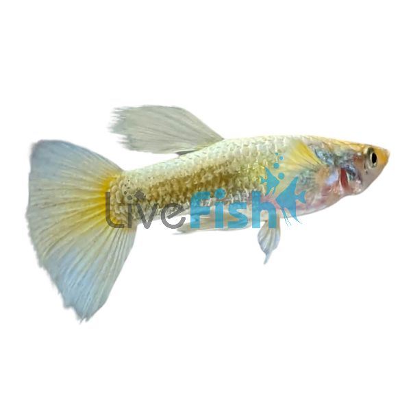 Male Pastel Guppy 3.5cm