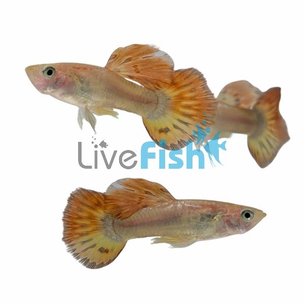 Male Phoenix Guppy 3.5cm