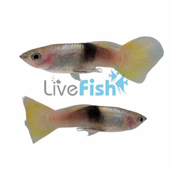 Male Pingu Guppy 3.5cm