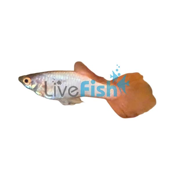 Male Pink Rose Guppy 3.5cm