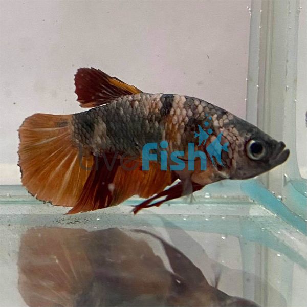 Male Nemo Copper Koi Plakat Betta 4cm