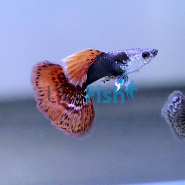 Male Red Dragon Guppy 3.5cm