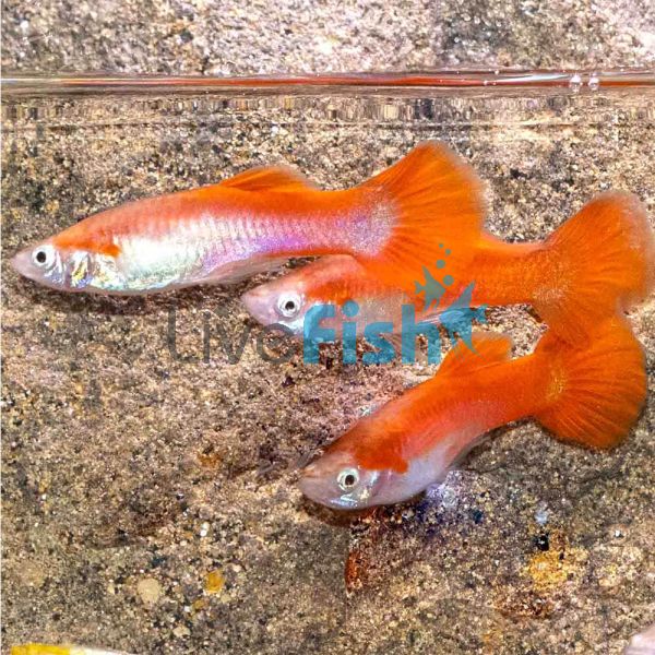 Male Flamingo Red Guppy 3.5cm