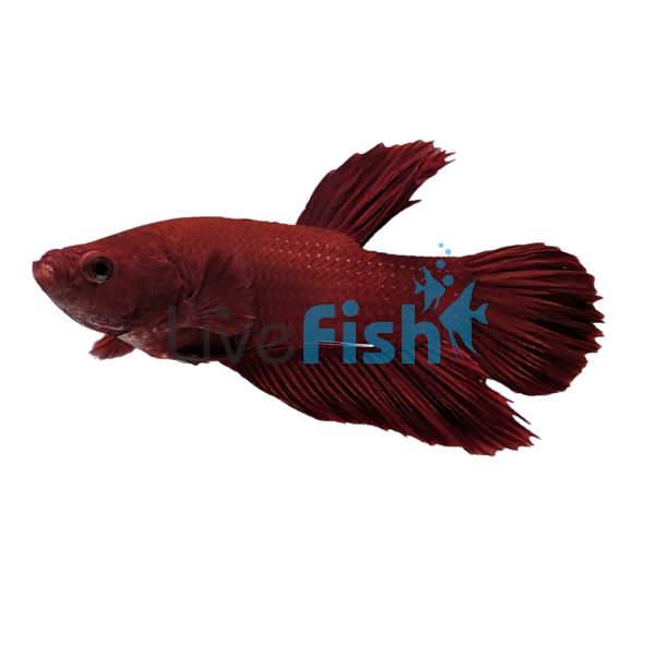 Male Red Plakat Betta - Select 4cm