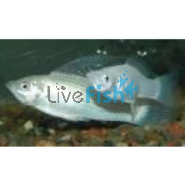 Male S.F Silver Molly 6.5cm