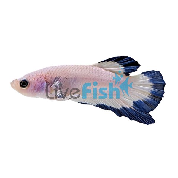 Male S Betta Plakat Blue Rim - Select 5cm